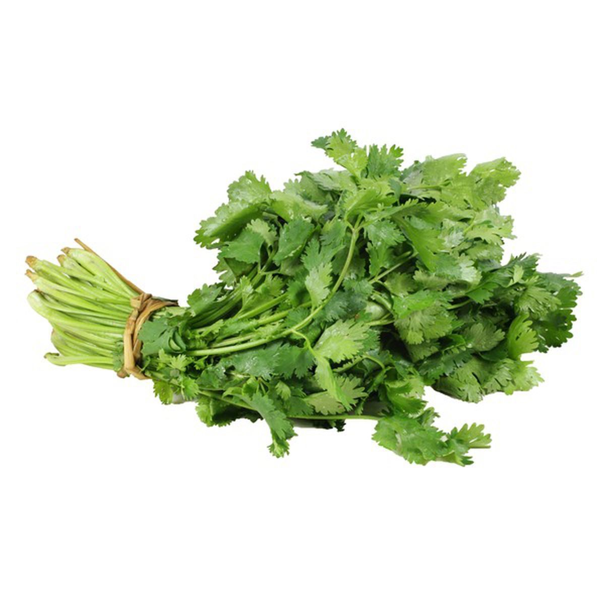 Fresh Cilantro / Coriander / Dhana - Bunch