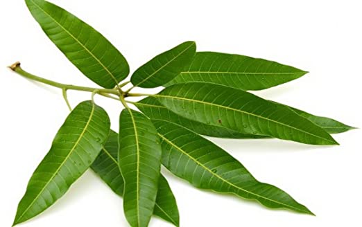 Mango Leaves (0.3 oz)